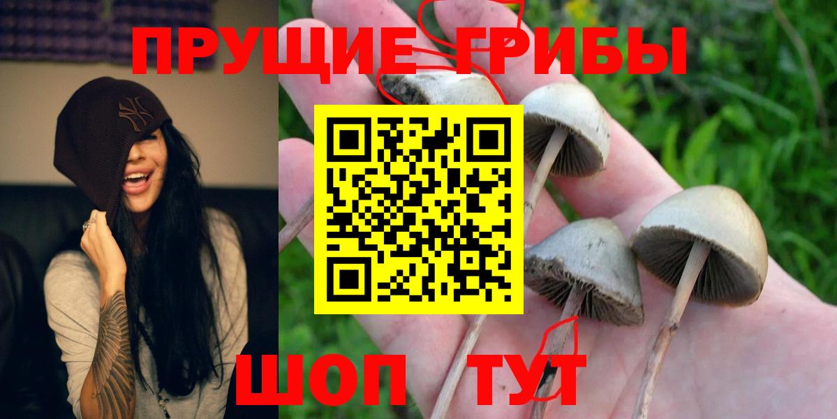 Галлюциногенные грибы Psilocybe  Вход с VPN  Рубцовск  Псилоцибиновые грибы GOLDEN TEACHER 